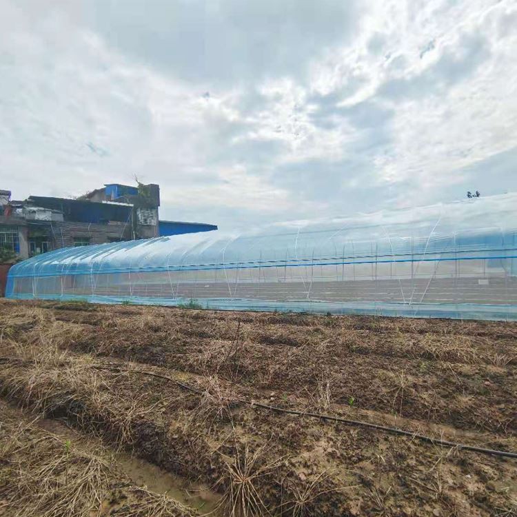 Agricultural Tunnel Greenhouse Agricultural Tunnel Greenhouse