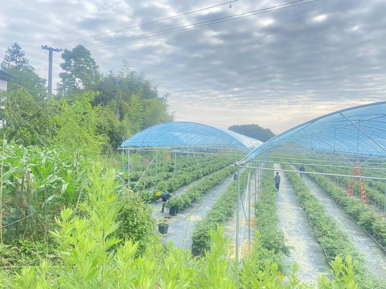 greenhouse