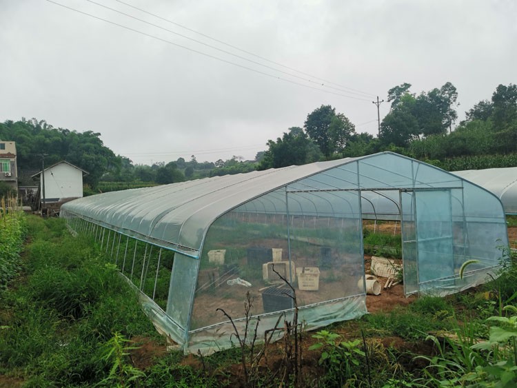 What are the advantages of growing vegetables in greenhouses