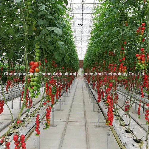 Gewächshaus Tomaten und Gurken